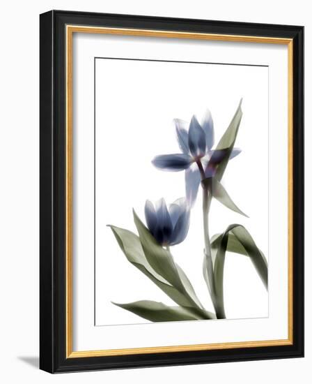 Xray Tulip VIII-Judy Stalus-Framed Photographic Print