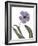 Xray Tulip X-Judy Stalus-Framed Photographic Print