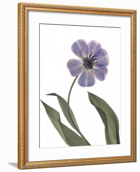 Xray Tulip X-Judy Stalus-Framed Photographic Print