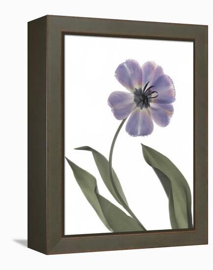 Xray Tulip X-Judy Stalus-Framed Premier Image Canvas