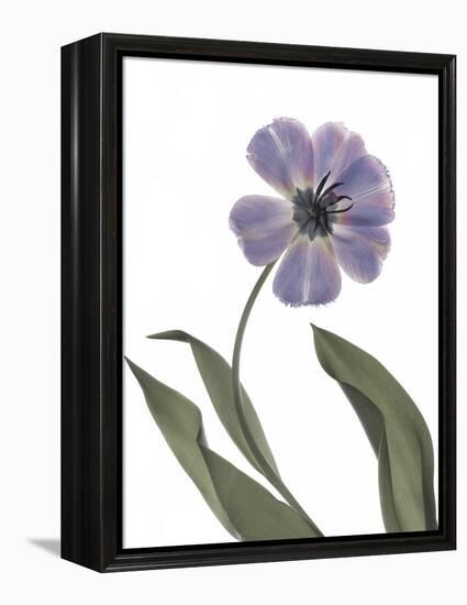 Xray Tulip X-Judy Stalus-Framed Premier Image Canvas