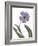 Xray Tulip X-Judy Stalus-Framed Photographic Print