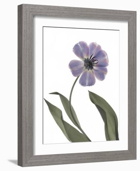 Xray Tulip X-Judy Stalus-Framed Photographic Print