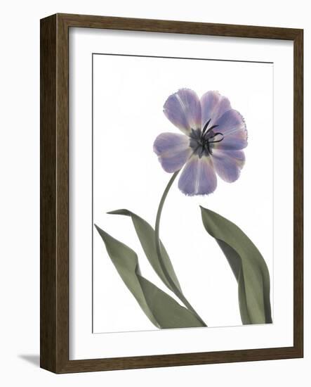 Xray Tulip X-Judy Stalus-Framed Photographic Print
