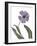 Xray Tulip X-Judy Stalus-Framed Photographic Print