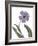 Xray Tulip X-Judy Stalus-Framed Photographic Print