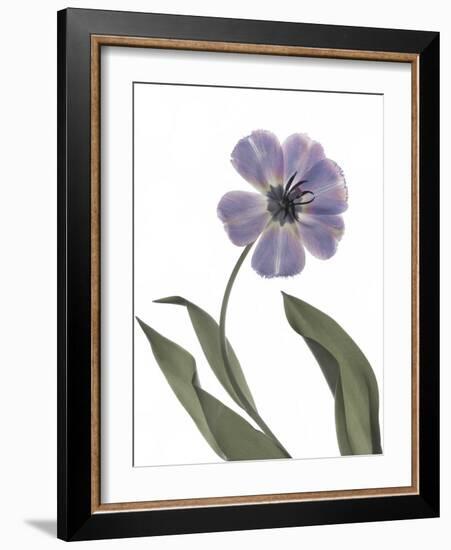 Xray Tulip X-Judy Stalus-Framed Photographic Print