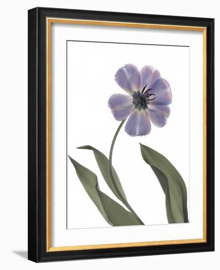 Xray Tulip X-Judy Stalus-Framed Photographic Print