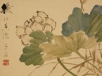 Chrysanthemums, A Leaf from an Album of Various Subjects-Xu Gu-Framed Giclee Print