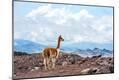 Photographic Print