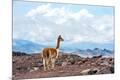 Photographic Print