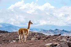 Llamas in the Mountains near Paso De Jama, Argentina-Chile-xura-Photographic Print