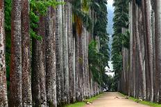 The Palm Alley In The Botanical Garden In Rio De Janeiro-xura-Photographic Print