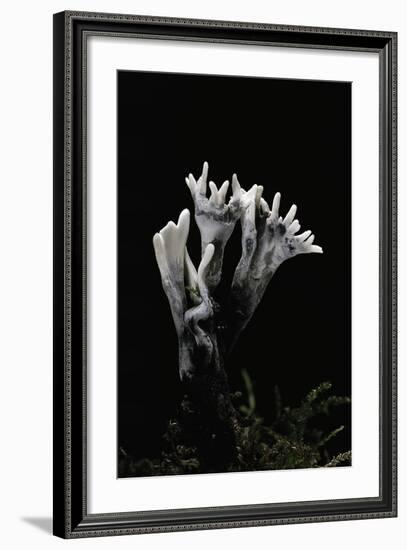 Xylaria Hypoxylon (Stag's Horn Fungus, Candlestick Fungus, Candlesnuff Fungus, Carbon Antlers)-Paul Starosta-Framed Photographic Print