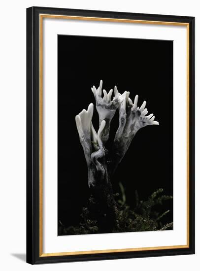 Xylaria Hypoxylon (Stag's Horn Fungus, Candlestick Fungus, Candlesnuff Fungus, Carbon Antlers)-Paul Starosta-Framed Photographic Print