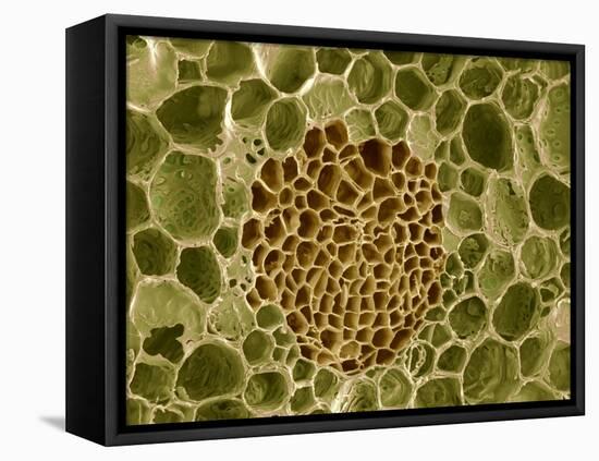 Xylem And Phloem Plant Tissue, SEM-Steve Gschmeissner-Framed Premier Image Canvas