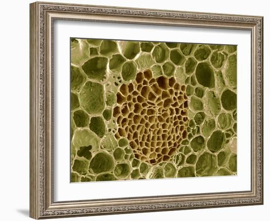 Xylem And Phloem Plant Tissue, SEM-Steve Gschmeissner-Framed Photographic Print