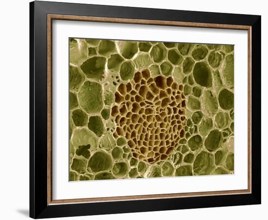 Xylem And Phloem Plant Tissue, SEM-Steve Gschmeissner-Framed Photographic Print