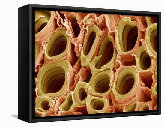 Xylem Plant Cells, SEM-Steve Gschmeissner-Framed Premier Image Canvas