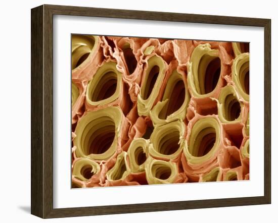 Xylem Plant Cells, SEM-Steve Gschmeissner-Framed Photographic Print