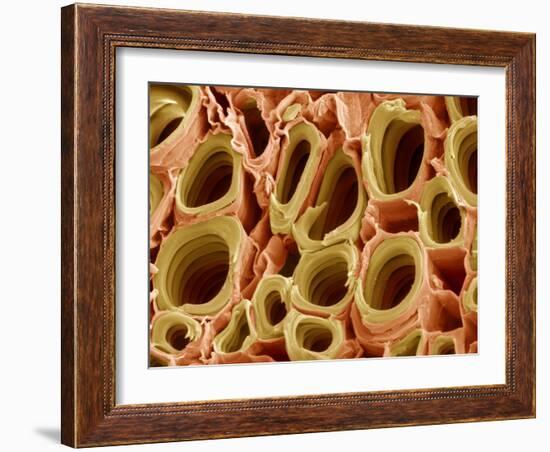 Xylem Plant Cells, SEM-Steve Gschmeissner-Framed Photographic Print