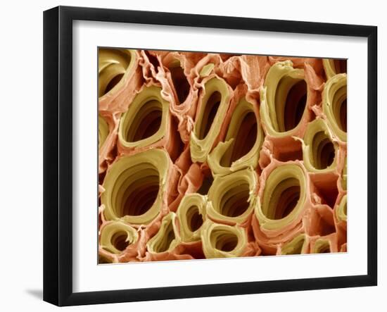 Xylem Plant Cells, SEM-Steve Gschmeissner-Framed Photographic Print