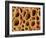 Xylem Plant Cells, SEM-Steve Gschmeissner-Framed Photographic Print