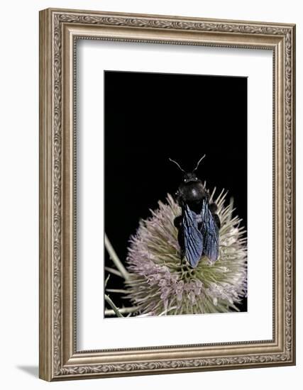 Xylocopa Violacea (Violet Carpenter Bee)-Paul Starosta-Framed Photographic Print