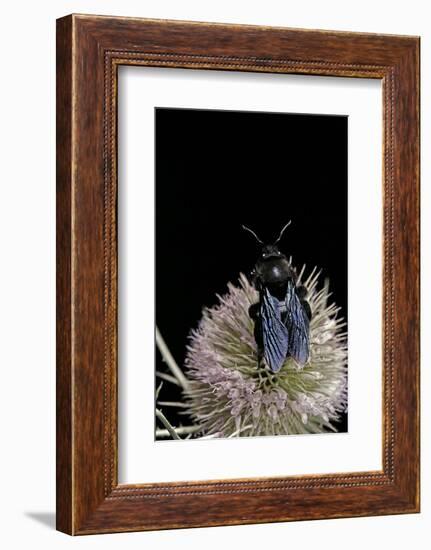 Xylocopa Violacea (Violet Carpenter Bee)-Paul Starosta-Framed Photographic Print