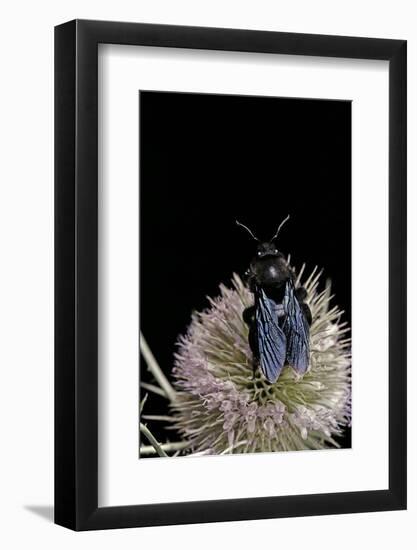 Xylocopa Violacea (Violet Carpenter Bee)-Paul Starosta-Framed Photographic Print