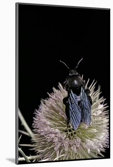 Xylocopa Violacea (Violet Carpenter Bee)-Paul Starosta-Mounted Photographic Print