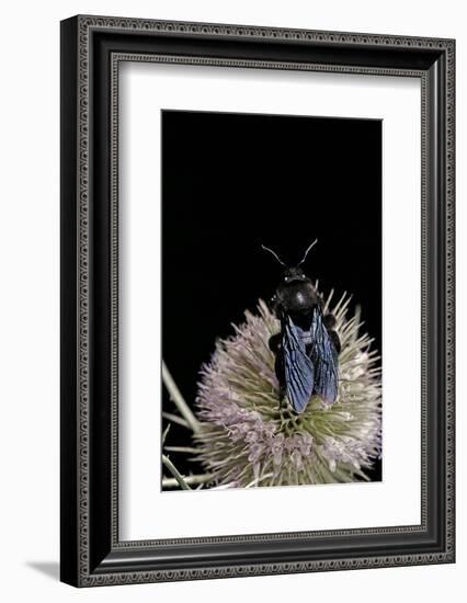 Xylocopa Violacea (Violet Carpenter Bee)-Paul Starosta-Framed Photographic Print