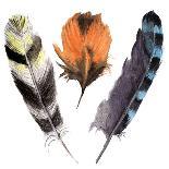 Watercolor Vibrant Striped Feather Set. Boho Feather Style. Illustration Feather. Isolated on White-Y_D-Art Print