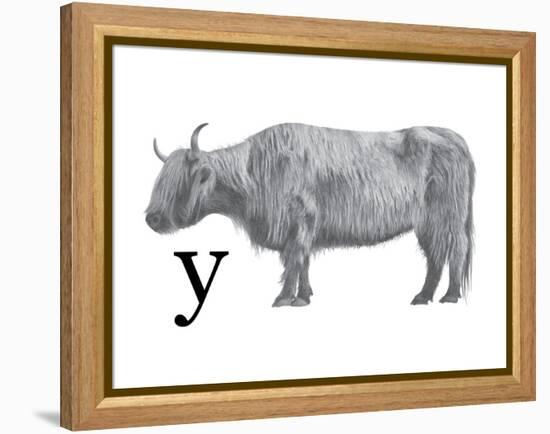Y is for Yak-Stacy Hsu-Framed Stretched Canvas