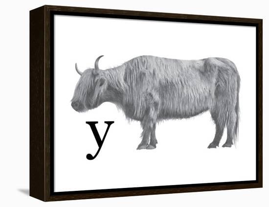 Y is for Yak-Stacy Hsu-Framed Stretched Canvas