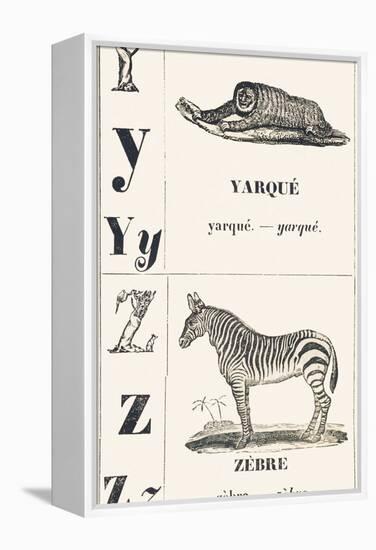 Y Z: Yarque — Zebra, 1850 (Engraving)-Louis Simon (1810-1870) Lassalle-Framed Premier Image Canvas