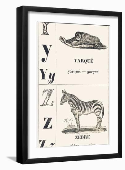 Y Z: Yarque — Zebra, 1850 (Engraving)-Louis Simon (1810-1870) Lassalle-Framed Giclee Print