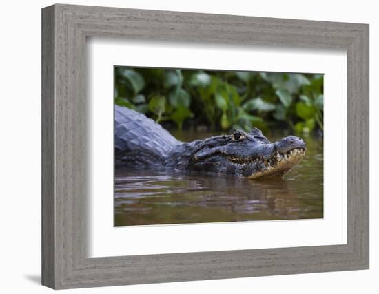 Yacare caiman (Caiman crocodylus yacare), Pantanal, Mato Grosso, Brazil, South America-Sergio Pitamitz-Framed Photographic Print