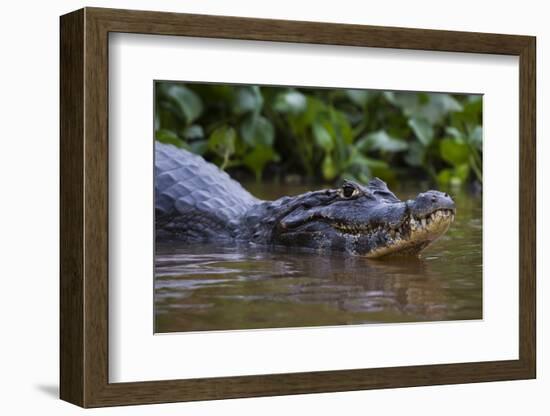 Yacare caiman (Caiman crocodylus yacare), Pantanal, Mato Grosso, Brazil, South America-Sergio Pitamitz-Framed Photographic Print