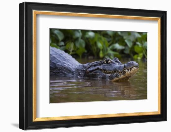 Yacare caiman (Caiman crocodylus yacare), Pantanal, Mato Grosso, Brazil, South America-Sergio Pitamitz-Framed Photographic Print