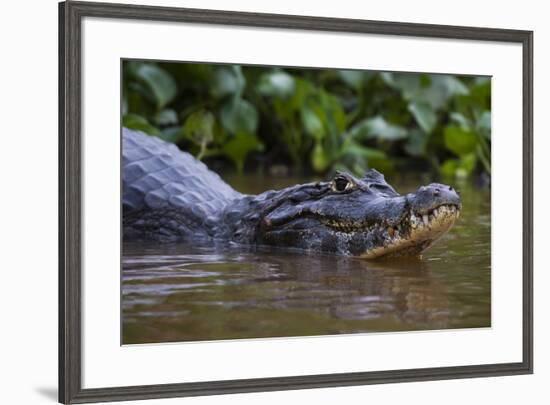 Yacare caiman (Caiman crocodylus yacare), Pantanal, Mato Grosso, Brazil, South America-Sergio Pitamitz-Framed Photographic Print