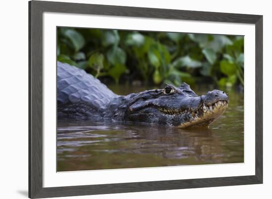 Yacare caiman (Caiman crocodylus yacare), Pantanal, Mato Grosso, Brazil, South America-Sergio Pitamitz-Framed Photographic Print