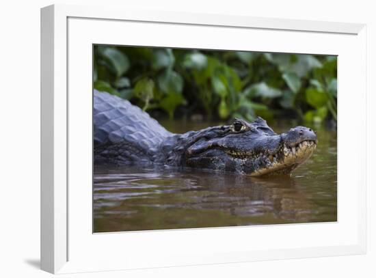 Yacare caiman (Caiman crocodylus yacare), Pantanal, Mato Grosso, Brazil, South America-Sergio Pitamitz-Framed Photographic Print