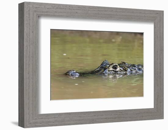 Yacare caiman (Caiman crocodylus yacare), Rio Negrinho, Pantanal, Mato Grosso, Brazil, South Americ-Sergio Pitamitz-Framed Photographic Print