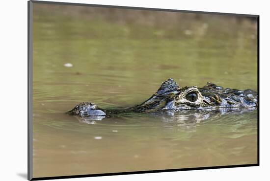 Yacare caiman (Caiman crocodylus yacare), Rio Negrinho, Pantanal, Mato Grosso, Brazil, South Americ-Sergio Pitamitz-Mounted Photographic Print