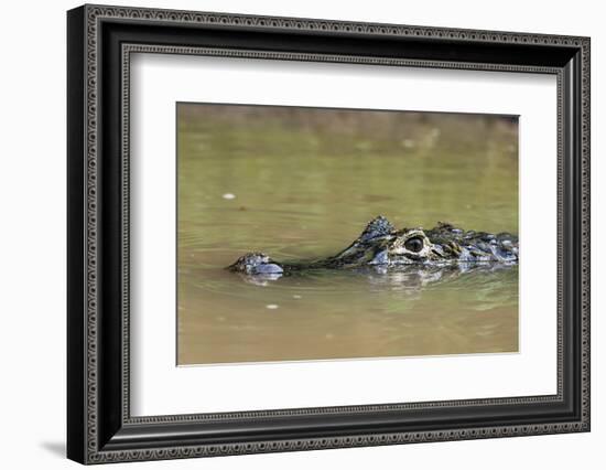 Yacare caiman (Caiman crocodylus yacare), Rio Negrinho, Pantanal, Mato Grosso, Brazil, South Americ-Sergio Pitamitz-Framed Photographic Print