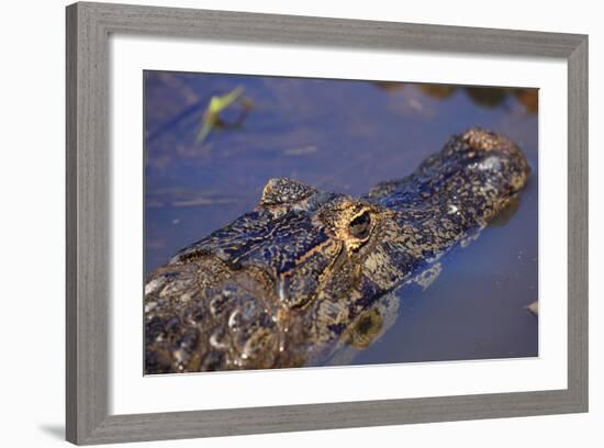 Yacare Caiman (Caiman Yacare) in the Pantanal, Mato Grosso, Brazil, South America-Alex Robinson-Framed Photographic Print