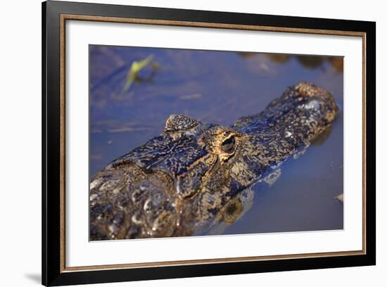 Yacare Caiman (Caiman Yacare) in the Pantanal, Mato Grosso, Brazil, South America-Alex Robinson-Framed Photographic Print