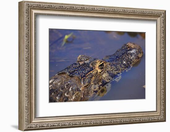 Yacare Caiman (Caiman Yacare) in the Pantanal, Mato Grosso, Brazil, South America-Alex Robinson-Framed Photographic Print