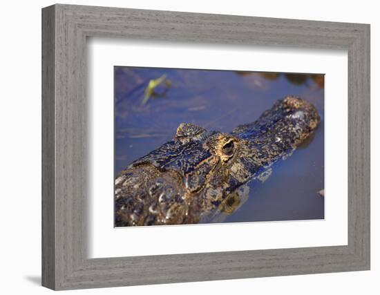 Yacare Caiman (Caiman Yacare) in the Pantanal, Mato Grosso, Brazil, South America-Alex Robinson-Framed Photographic Print